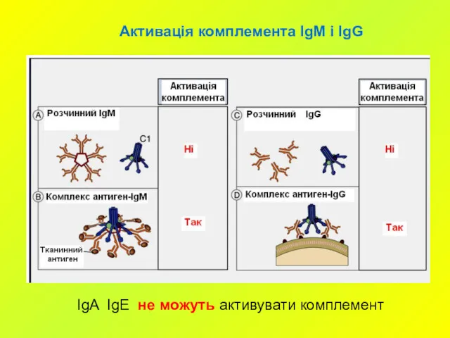 Активація комплемента IgM i IgG IgA IgE не можуть активувати комплемент