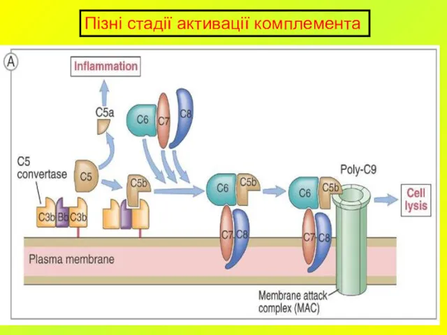 Пізні стадії активації комплемента