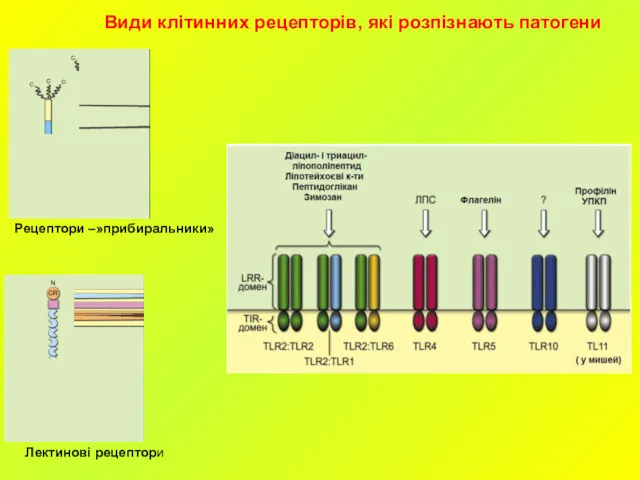 Рецептори –»прибиральники» Лектинові рецептори Види клітинних рецепторів, які розпізнають патогени