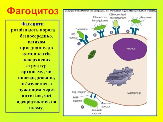 Фагоцитоз Фагоцити розпізнають ворога безпосередньо, шляхом приєднання до компонентів поверхневих