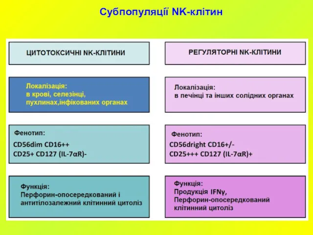 Субпопуляції NK-клітин