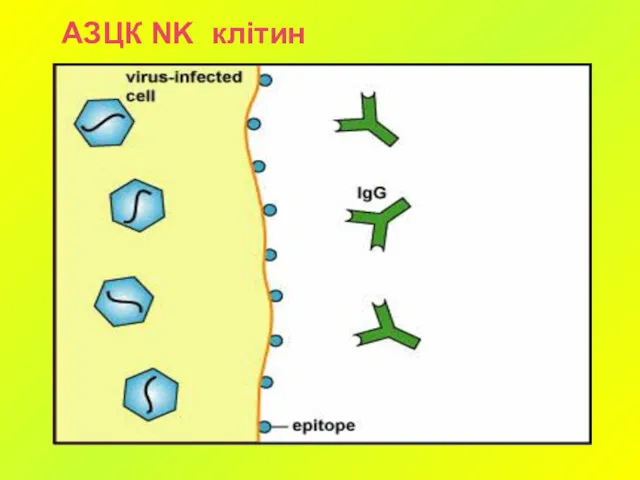 АЗЦК NK клітин