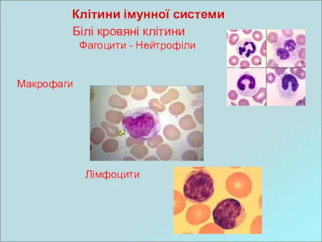 Білі кровяні клітини Фагоцити - Нейтрофіли Макрофаги Лімфоцити Клітини імунної системи