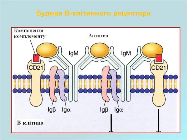 Будова В-клітинного рецептора