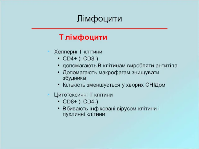 Лімфоцити Хелперні Т клітини CD4+ (і CD8-) допомагають В клітинам