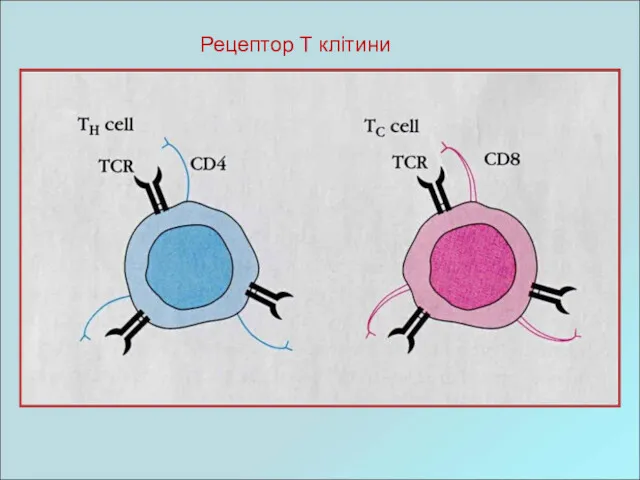 Рецептор Т клітини