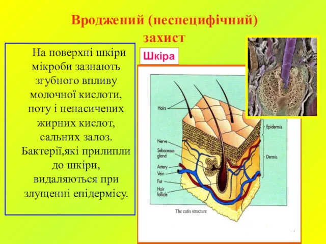 На поверхні шкіри мікроби зазнають згубного впливу молочної кислоти, поту