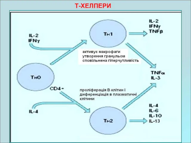 Т-ХЕЛПЕРИ