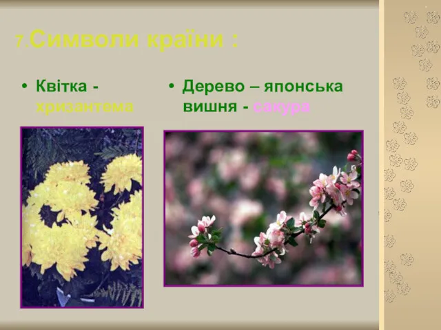7.Символи країни : Квітка - хризантема Дерево – японська вишня - сакура