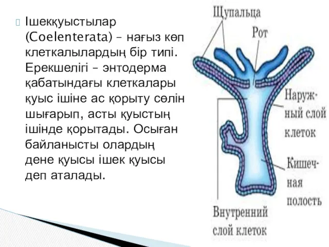 Ішекқуыстылар (Coelenterata) – нағыз көп клеткалылардың бір типі. Ерекшелігі –