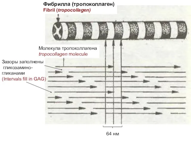 Фибрилла (тропоколлаген) Fibril (tropocollagen) Молекула тропоколлагена tropocollagen molecule Зазоры заполнены