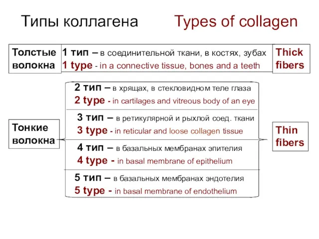 Типы коллагена Types of collagen 1 тип – в соединительной