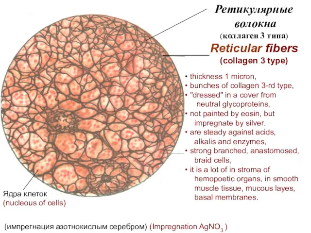 Ретикулярные волокна (коллаген 3 типа) Reticular fibers (collagen 3 type)