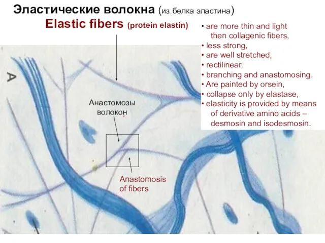 Эластические волокна (из белка эластина) Анастомозы волокон Elastic fibers (protein