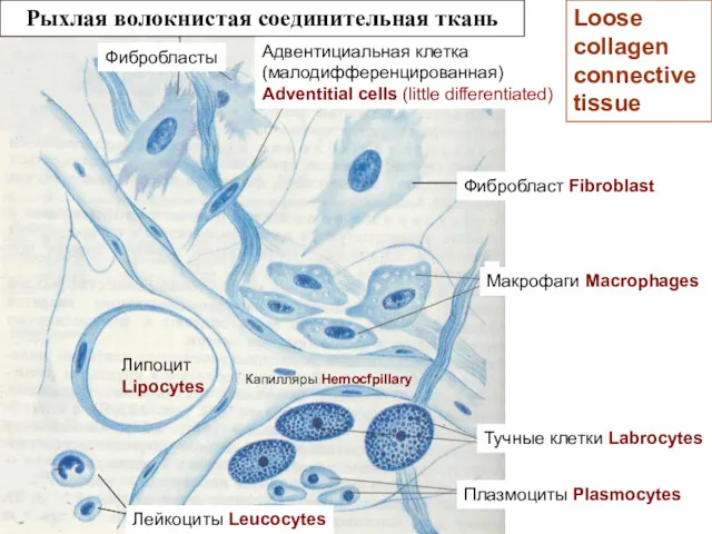 Рыхлая волокнистая соединительная ткань Тучные клетки Labrocytes Липоцит Lipocytes Плазмоциты
