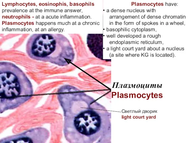 Плазмоциты Plasmocytes Светлый дворик light court yard Lymphocytes, eosinophis, basophils