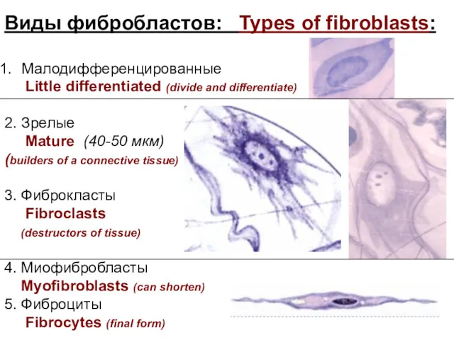 Виды фибробластов: Types of fibroblasts: Малодифференцированные Little differentiated (divide and