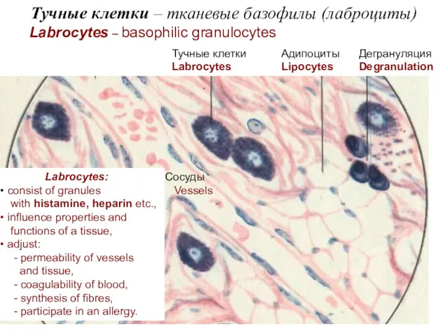 Тучные клетки – тканевые базофилы (лаброциты) Labrocytes – basophilic granulocytes