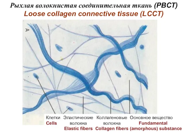 Рыхлая волокнистая соединительная ткань (РВСТ) Loose collagen connective tissue (LCCT)