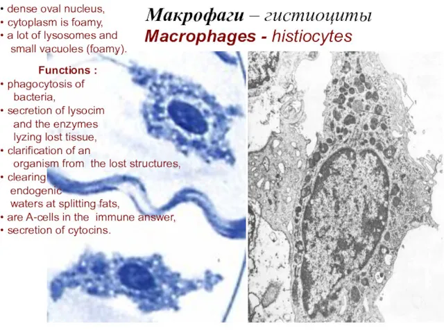 Макрофаги – гистиоциты Macrophages - histiocytes dense oval nucleus, cytoplasm