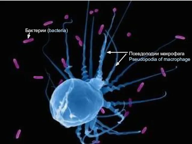 Бактерии (bacteria) Псевдоподии макрофага Pseudopodia of macrophage