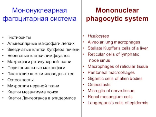 Мононуклеарная фагоцитарная система Гистиоциты Альвеолярные макрофаги лёгких Звёздчатые клетки Купфера