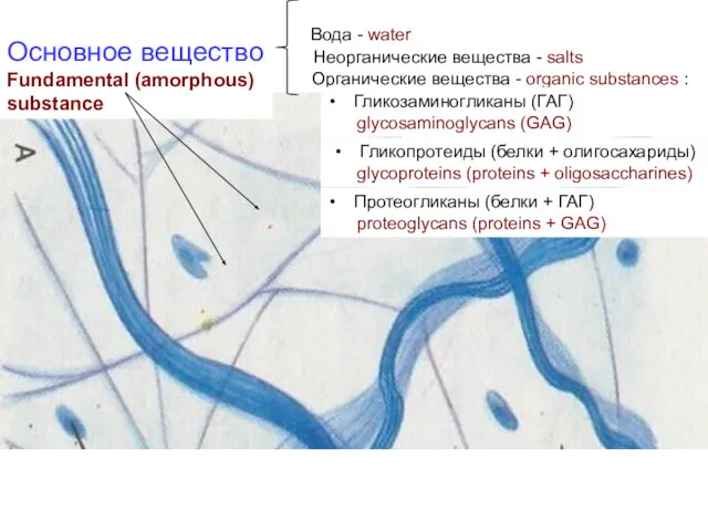 Основное вещество Fundamental (amorphous) substance Неорганические вещества - salts Вода