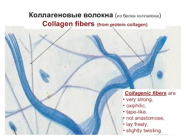 Коллагеновые волокна (из белка коллагена) Collagen fibers (from protein collagen)