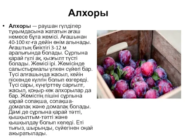 Алхоры Алхоры — раушан гүлділер тұқымдасына жататын ағаш немесе бұта