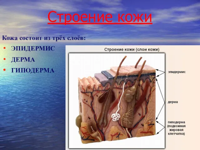 Строение кожи Кожа состоит из трёх слоёв: ЭПИДЕРМИС ДЕРМА ГИПОДЕРМА