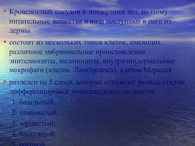 Кровеносных сосудов в эпидермисе нет, поэтому питательные вещества и вода