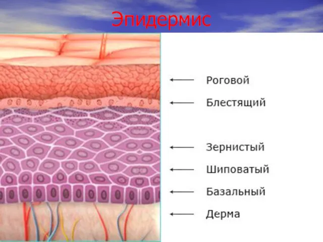 Эпидермис