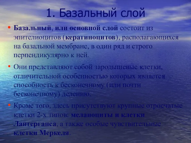 1. Базальный слой Базальный, или основной слой состоит из эпителиоцитов