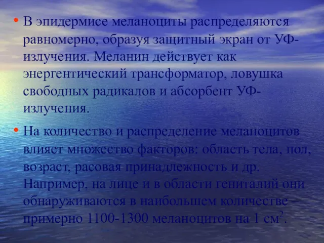 В эпидермисе меланоциты распределяются равномерно, образуя защитный экран от УФ-излучения.