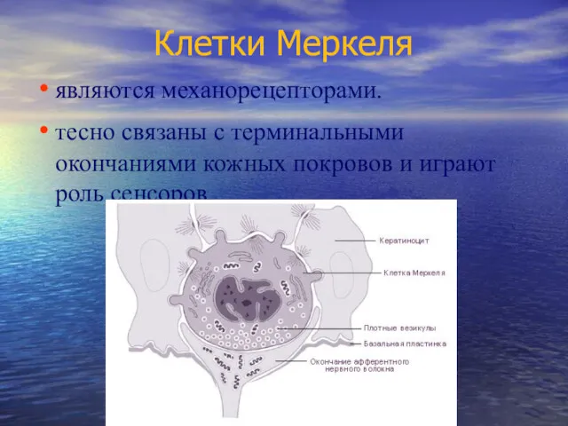 Клетки Меркеля являются механорецепторами. тесно связаны с терминальными окончаниями кожных покровов и играют роль сенсоров.