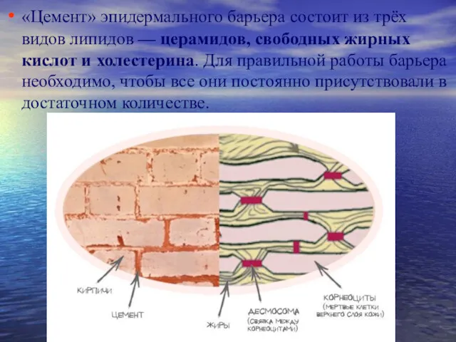 «Цемент» эпидермального барьера состоит из трёх видов липидов — церамидов,