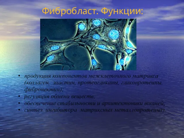 Фибробласт. Функции: продукция компонентов межклеточного матрикса (коллаген, эластин, протеогликаны, гликопротеины,