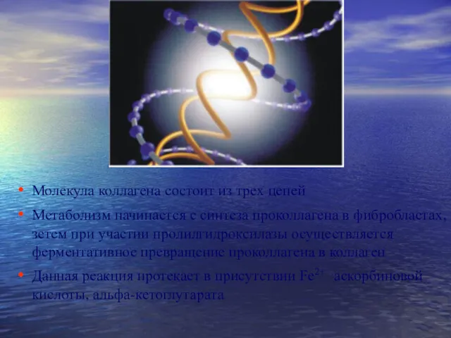Молекула коллагена состоит из трех цепей Метаболизм начинается с синтеза