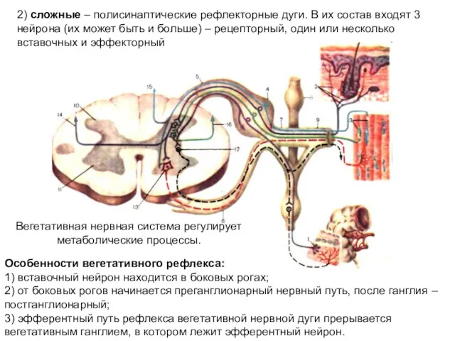 Вегетативная нервная система регулирует метаболические процессы. 2) сложные – полисинаптические