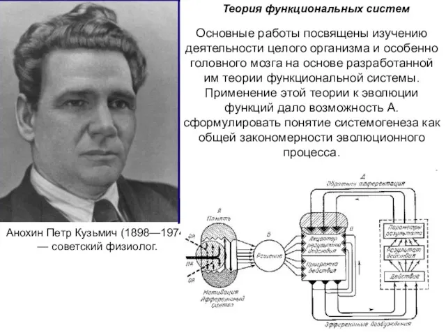 Анохин Петр Кузьмич (1898—1974) — советский физиолог. Теория функциональных систем