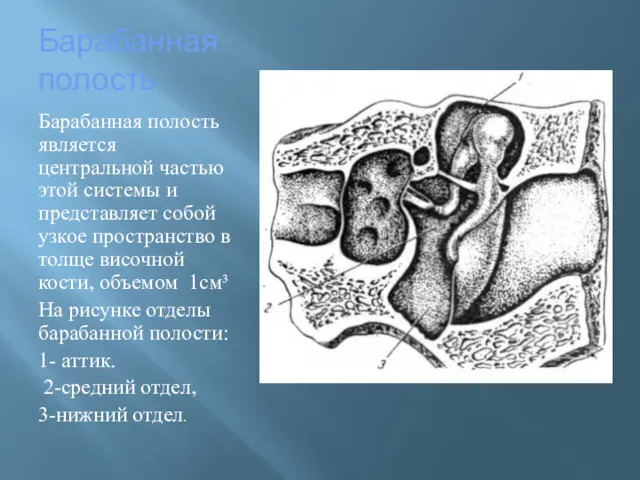 Барабанная полость Барабанная полость является центральной частью этой системы и представляет собой узкое