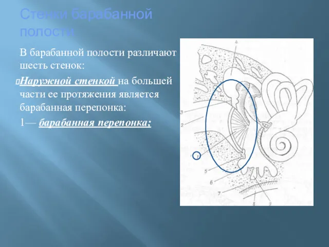 Стенки барабанной полости В барабанной полости различают шесть стенок: Наружной