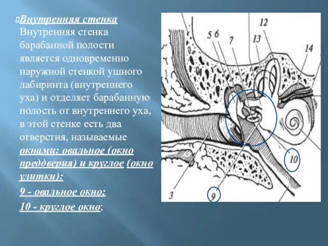 Внутренняя стенка Внутренняя стенка барабанной полости является одновременно наружной стенкой ушного лабиринта (внутреннего