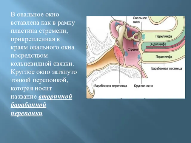 В овальное окно вставлена как в рамку пластина стремени, прикрепленная