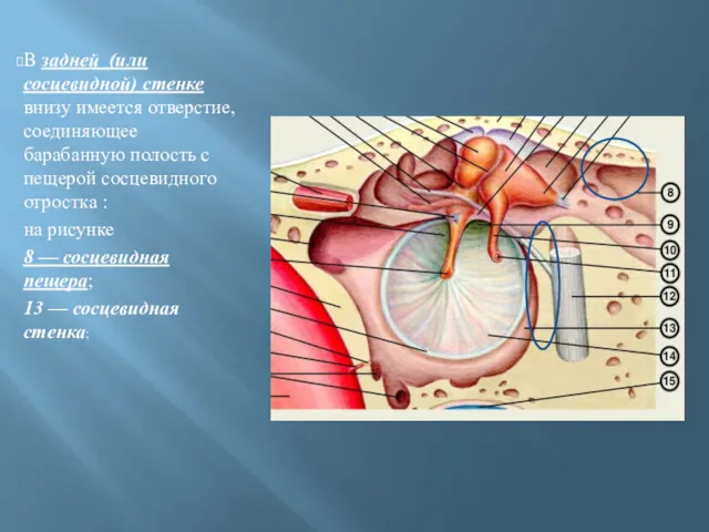 В задней (или сосцевидной) стенке внизу имеется отверстие, соединяющее барабанную
