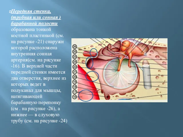 Передняя стенка, (трубная или сонная ) барабанной полости образована тонкой