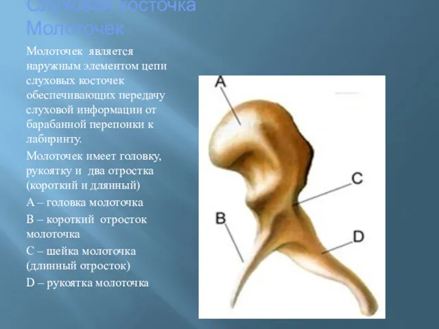 Слуховая косточка Молоточек Молоточек является наружным элементом цепи слуховых косточек обеспечивающих передачу слуховой