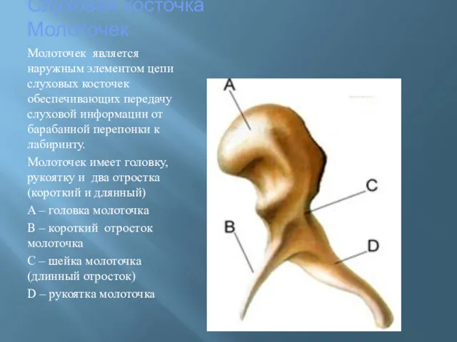 Слуховая косточка Молоточек Молоточек является наружным элементом цепи слуховых косточек