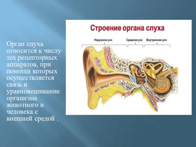 Орган слуха относится к числу тех рецепторных аппаратов, при помощи которых осуществляется связь