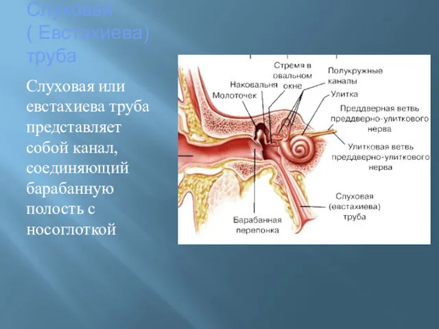 Слуховая ( Евстахиева) труба Слуховая или евстахиева труба представляет собой канал, соединяющий барабанную полость с носоглоткой